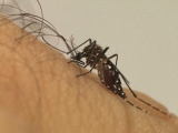 Dengue já matou 3.597 pessoas no Brasil neste ano