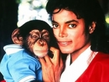 Chimpanzé de Michael Jackson recebeu herança milionária e ganha mesada de R$ 11 mil