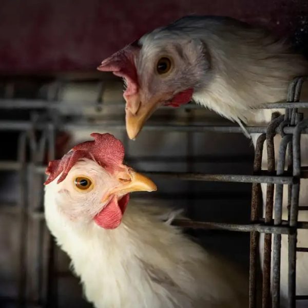 2023-03-31t210202z_817621184_rc2lgz9r4ai9_rtrmadp_3_health-birdflu-argentina