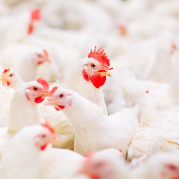 Adobe-Stock-frango-brasileiro