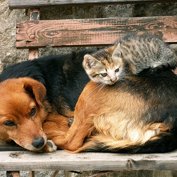 Cadastro-Nacional-de-Animais-de-Estimacao