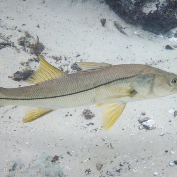 Defeso-do-robalo-comeca-hoje-na-Bahia-e-segue-ate-31-de-Julho