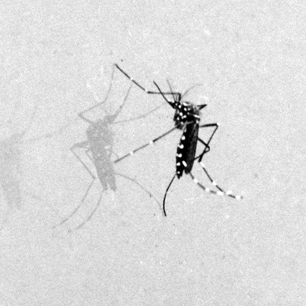 Mosquito-da-Dengue-Foto-ACM-1311