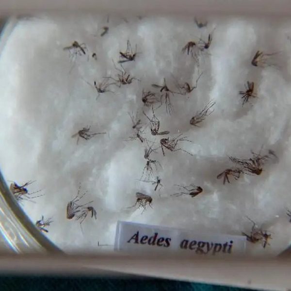 aedes_aegypti