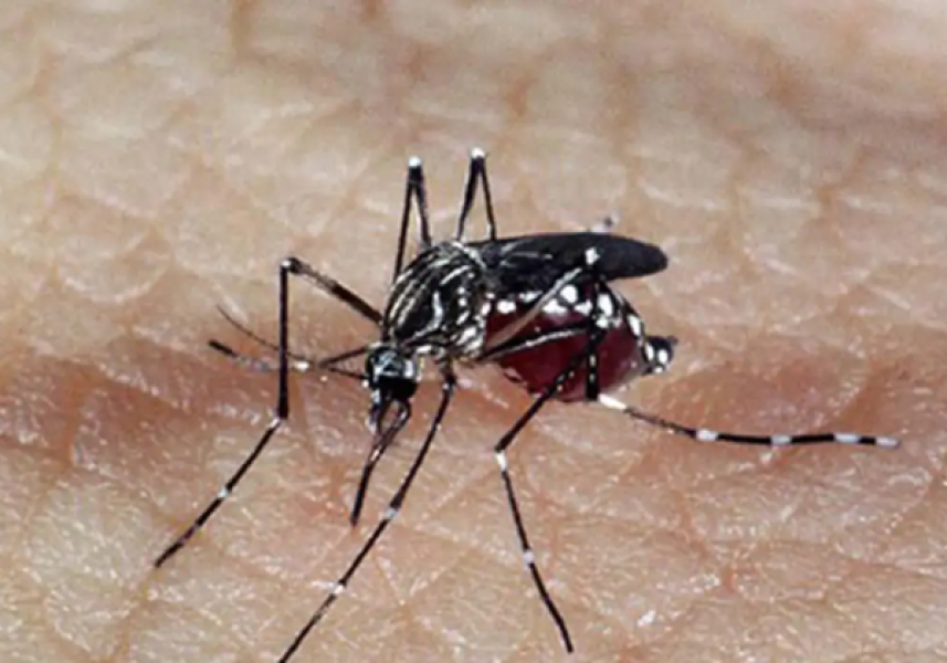 aedes_dengue