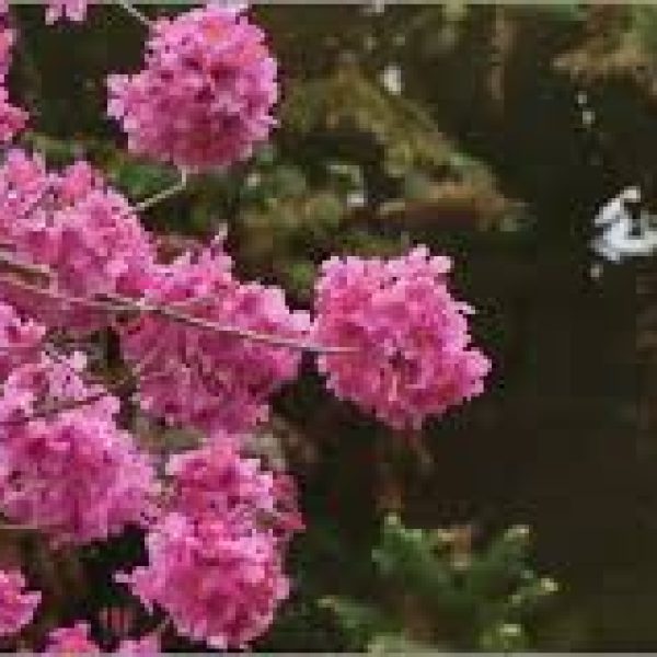 images-1