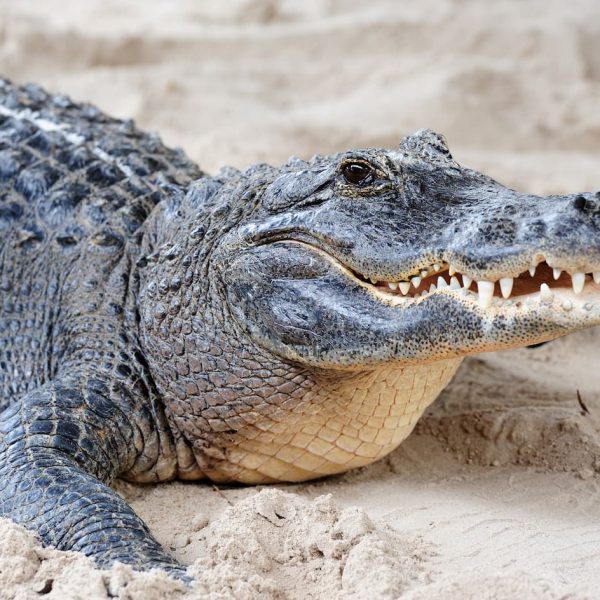 jacare-closeup-na-areia (1)