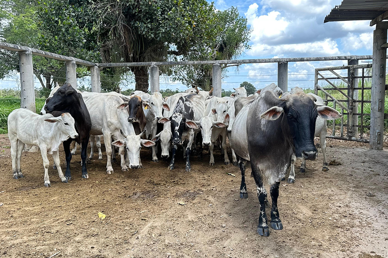 Prefeitura e CONAFER iniciam inseminação para melhoramento genético de rebanhos no dia 8